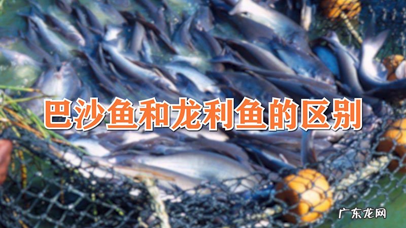 巴沙鱼和龙利鱼的区别