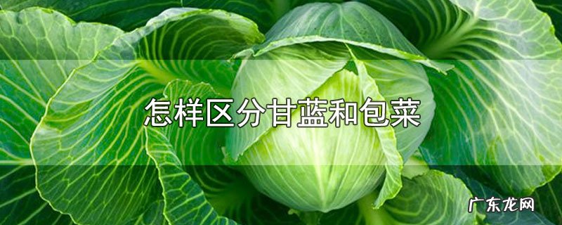 怎样区分甘蓝和包菜