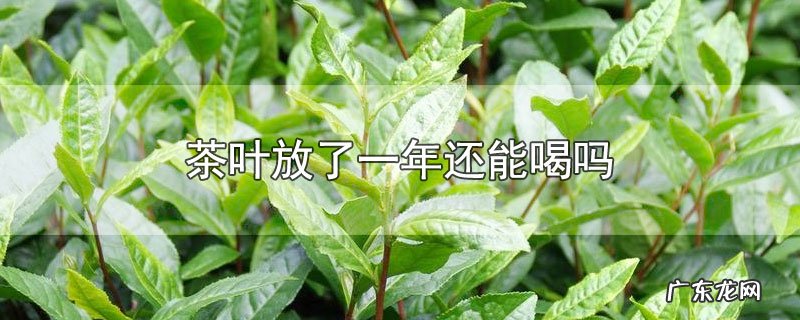 茶叶放了一年还能喝吗