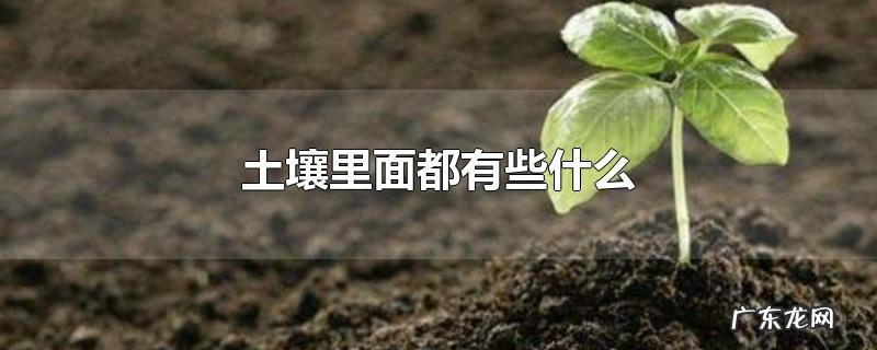 土壤里面都有些什么