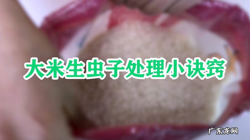大米生虫子处理小诀窍