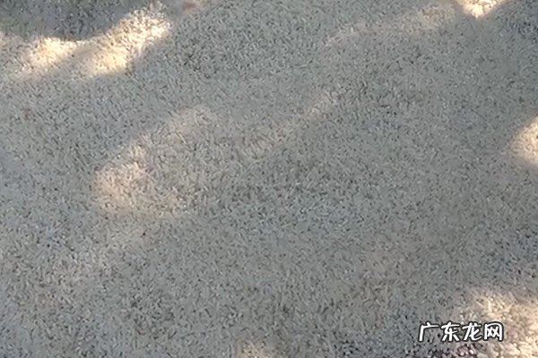 大米生虫子处理小诀窍