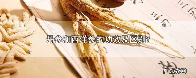 丹参和西洋参的功效及区别?