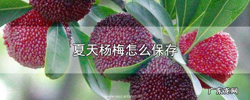 夏天杨梅怎么保存