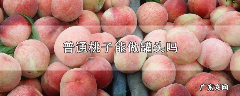 普通桃子能做罐头吗