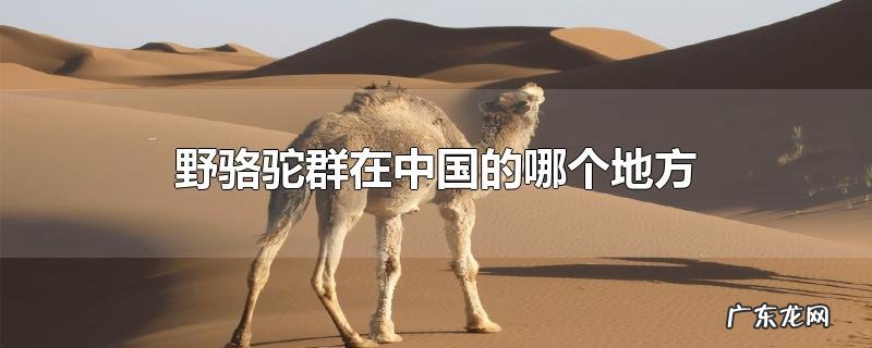 野骆驼群在中国的哪个地方