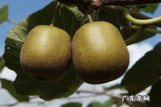 猕猴桃没熟可以放冰箱吗