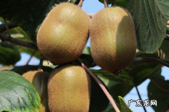 猕猴桃没熟可以放冰箱吗