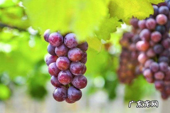 无花果和葡萄能在一块儿吃吗