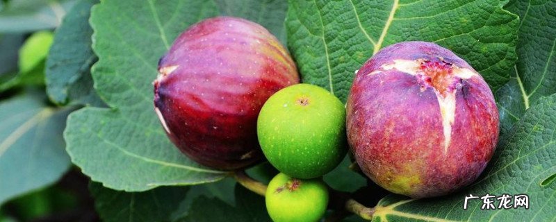 无花果和葡萄能在一块儿吃吗