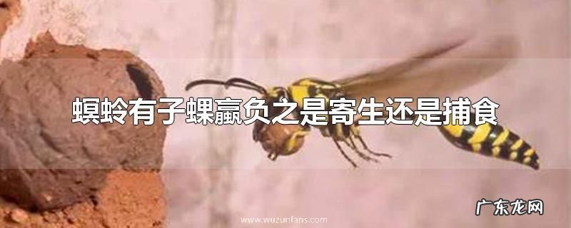 螟蛉有子蜾蠃负之是寄生还是捕食