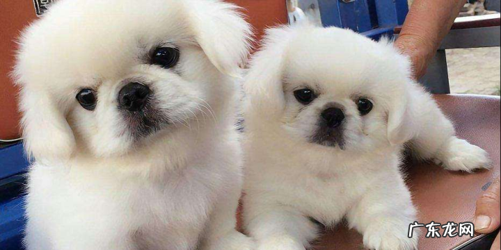有什么长不大的狗 长不大的宠物狗狗
