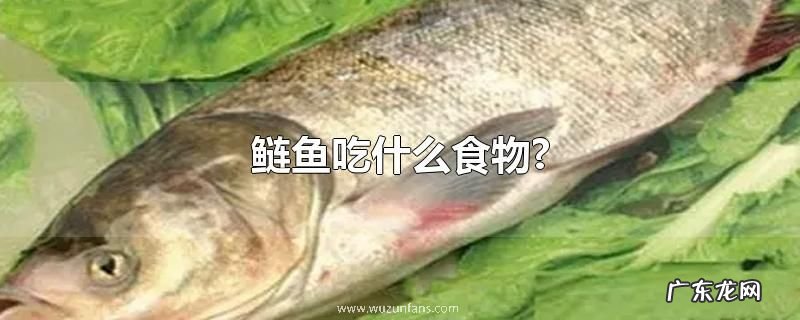 鲢鱼吃什么食物?