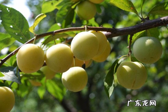 李子和梨能一起吃吗