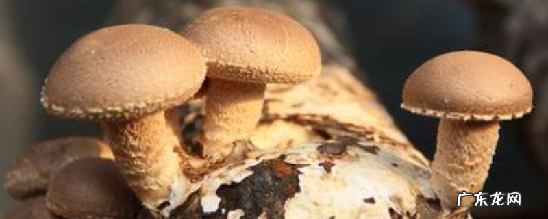 食用菌种植技术，对光照的需求较低