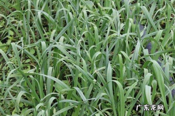 蒜台种植技术,怎么管理