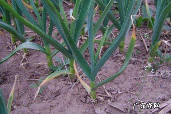 蒜台种植技术,怎么管理