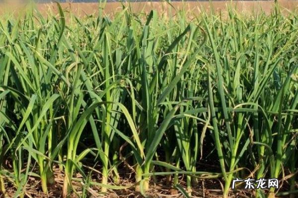 蒜台种植技术,怎么管理