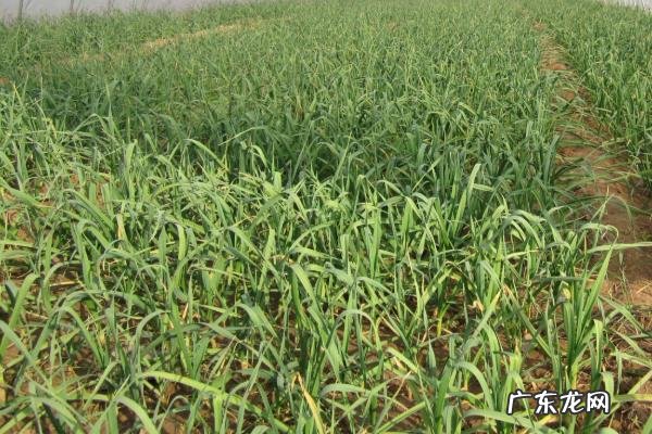 蒜台种植技术,怎么管理