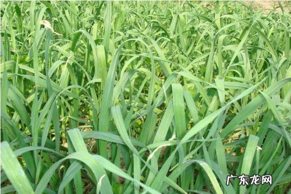 蒜台种植技术,怎么管理