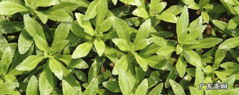 救心菜种植方法,一般用扦插繁殖方法