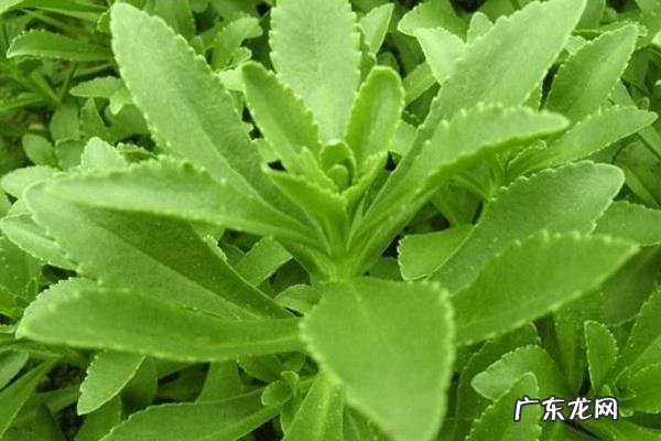 救心菜种植方法,一般用扦插繁殖方法