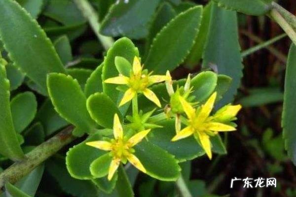 救心菜种植方法,一般用扦插繁殖方法