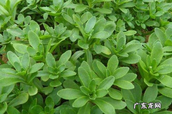 救心菜种植方法,一般用扦插繁殖方法