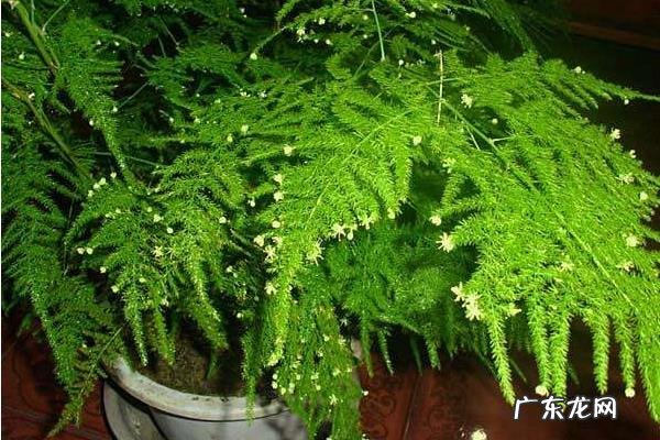 文竹叶子发黄什么原因怎样解决,附文竹的生长环境