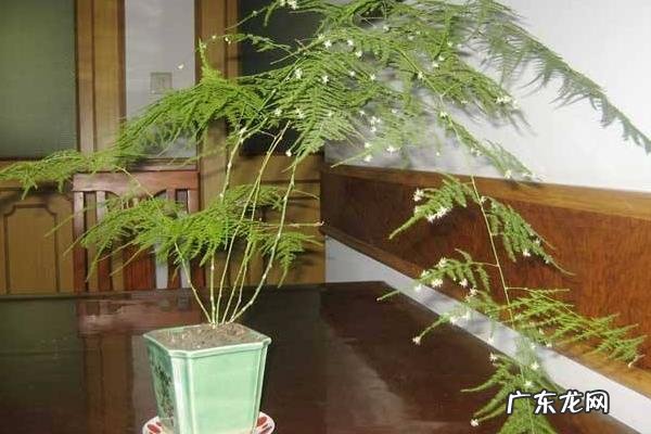 文竹叶子发黄什么原因怎样解决,附文竹的生长环境