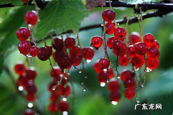 鹅莓种植方法,宜在中性或微酸性土壤中种植