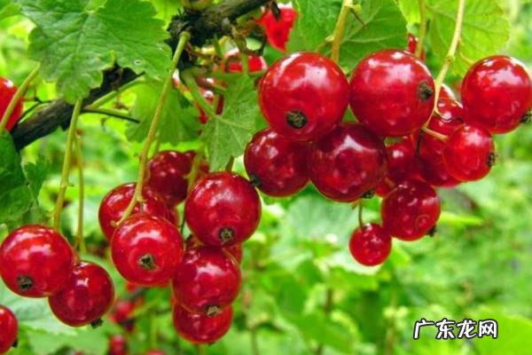 鹅莓种植方法,宜在中性或微酸性土壤中种植