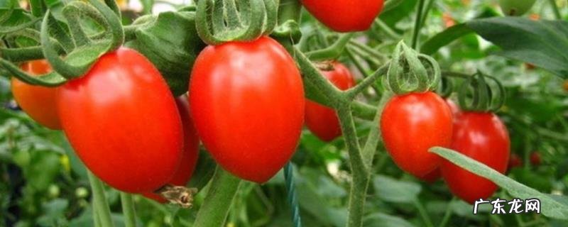 樱桃西红柿种植技术，樱桃西红柿需要育苗再播种