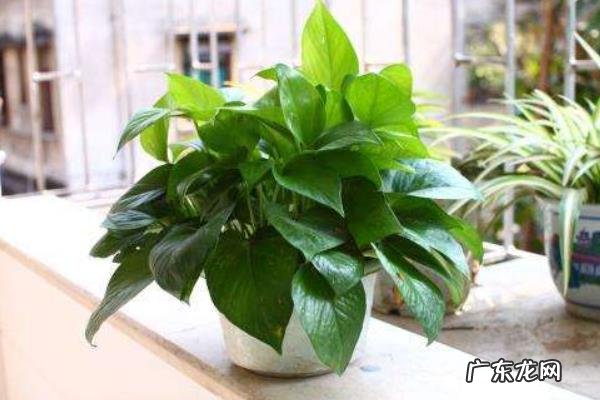 绿萝怎么养才能更旺盛,养护时怎么浇水