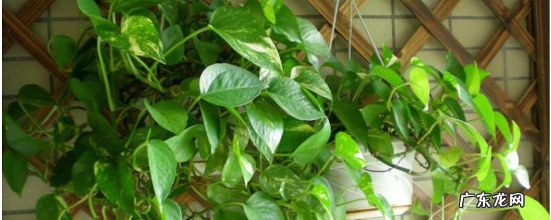 绿萝怎么养才能更旺盛,养护时怎么浇水