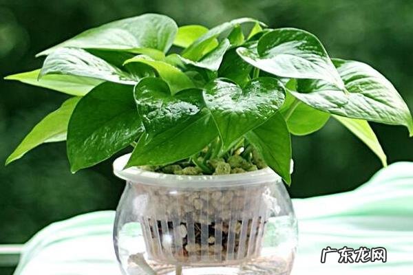 绿萝怎么养才能更旺盛,养护时怎么浇水