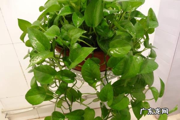 绿萝怎么养才能更旺盛,养护时怎么浇水
