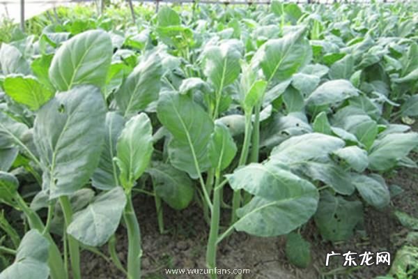 芥兰种植时间及方法,怎么管理