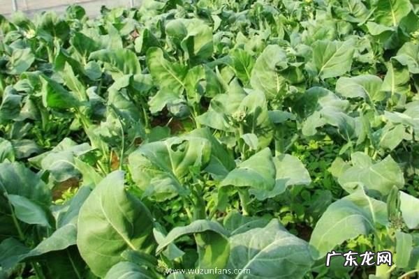 芥兰种植时间及方法,怎么管理