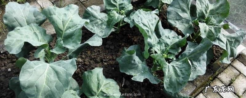 芥兰种植时间及方法,怎么管理