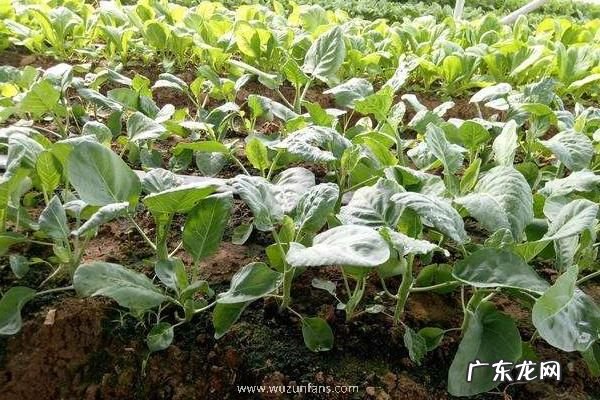 芥兰种植时间及方法,怎么管理