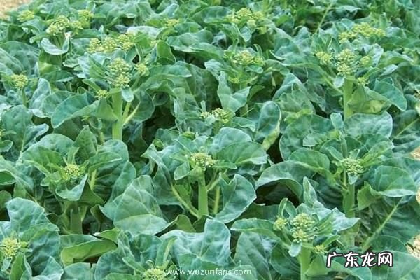 芥兰种植时间及方法,怎么管理