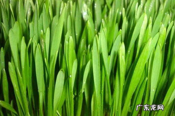 小麦草无土栽培技术,种植前需浸种、催芽