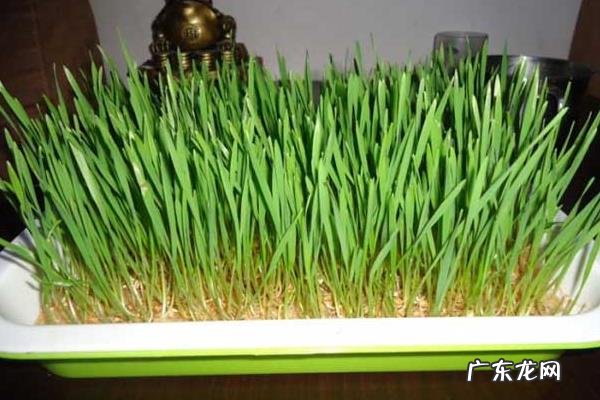 小麦草无土栽培技术,种植前需浸种、催芽