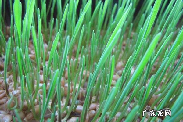 小麦草无土栽培技术,种植前需浸种、催芽