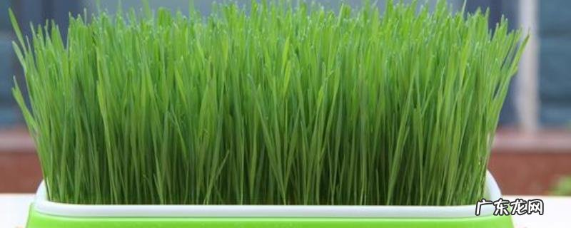 小麦草无土栽培技术,种植前需浸种、催芽