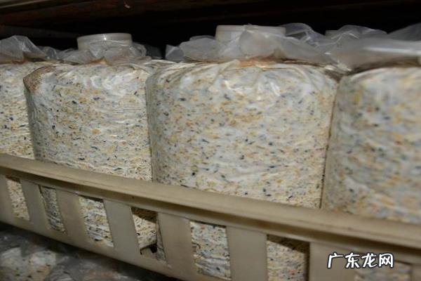 蟹味菇种植技术，一般在无菌接种室接种