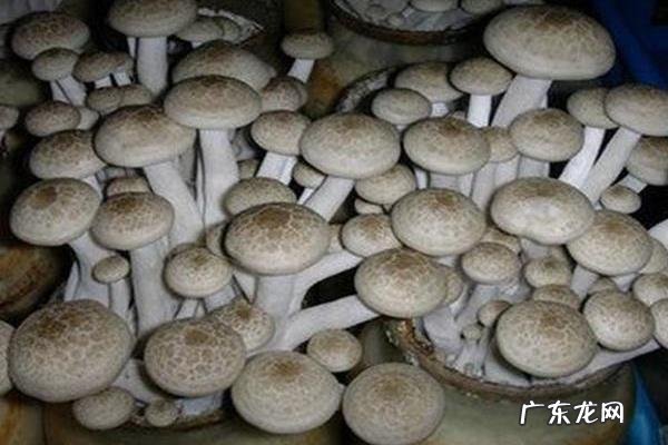 蟹味菇种植技术，一般在无菌接种室接种