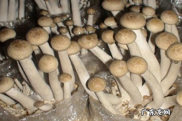 蟹味菇种植技术，一般在无菌接种室接种