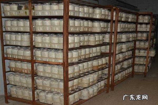 蟹味菇种植技术，一般在无菌接种室接种